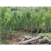 贵州蜂糖李苗批发