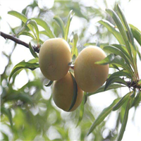贵州蜂糖李苗培植时主要害虫以及防止方法 