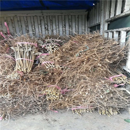 毕节李子苗，铜仁李子苗，六盘水李子苗