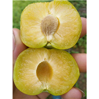 贵州蜂糖李苗 