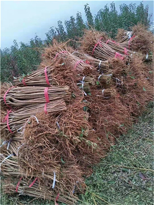 李子树苗种植