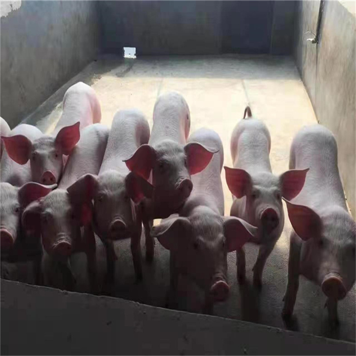 济宁良种仔猪基地 良种仔猪 生长快 好成活