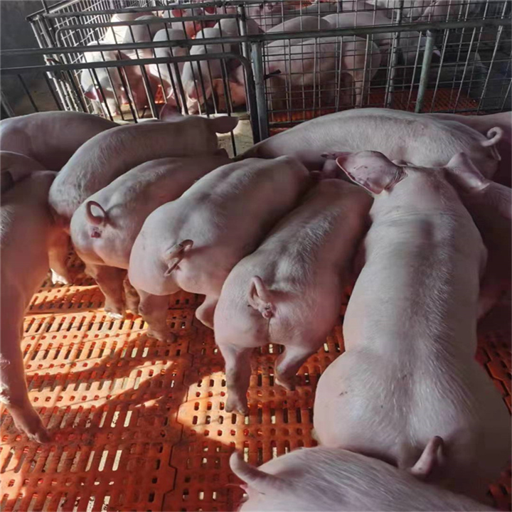 临沂三元仔猪基地出售 后背母猪仔好养活
