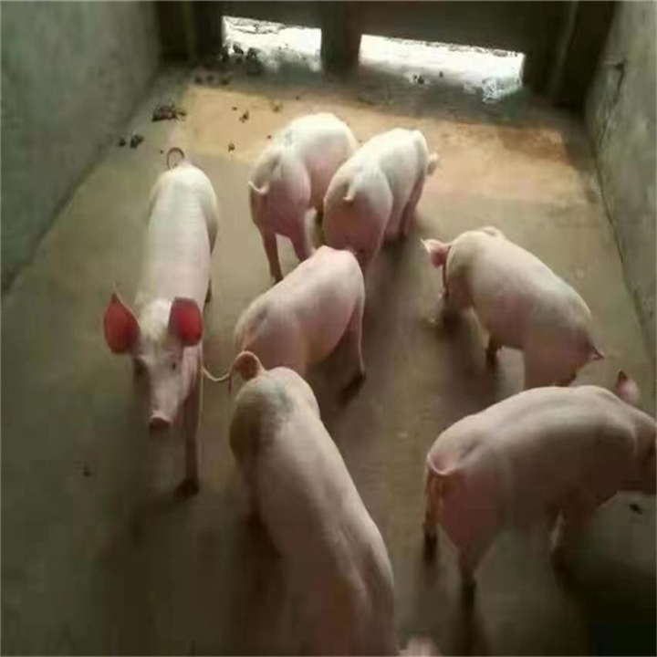 威海三元仔猪批发 三元仔猪供应商基地