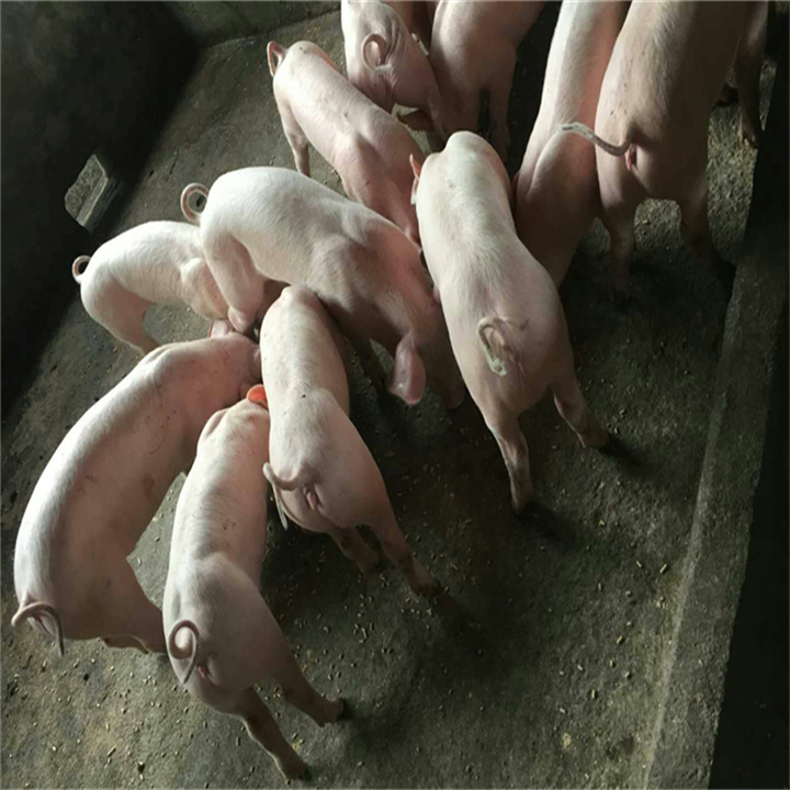 济南三元仔猪基地批发 三元仔猪出售报价
