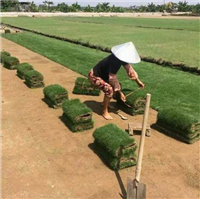 成都草坪|成都草皮基地|成都优质草皮 