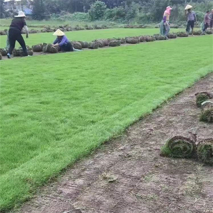 达州草皮成都草皮四有草坪基地