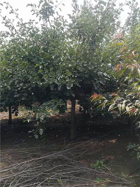 惠安山楂树苗哪有买  提供山楂树苗价格  山楂树苗批发基地 
