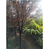 德州紫叶李种植基地 