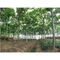 厂家直销山东栾树大树苗 