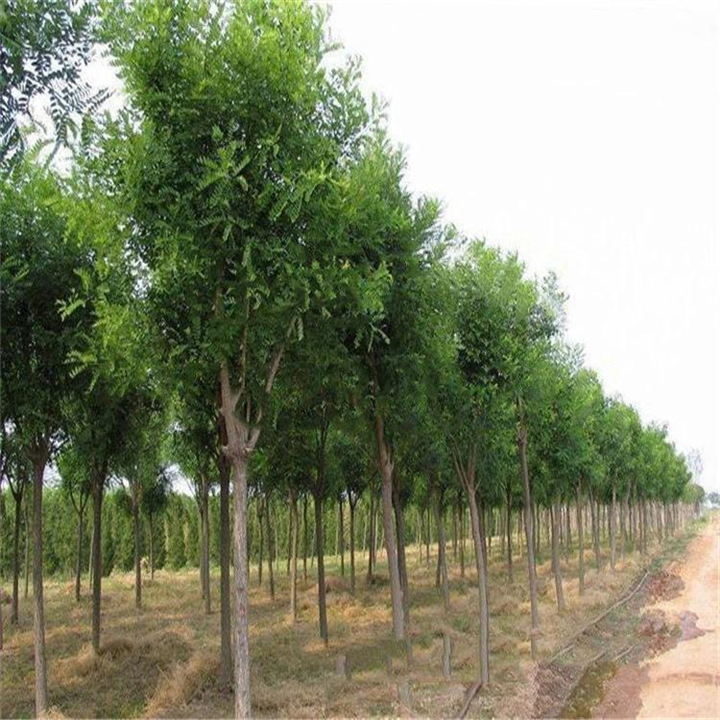 青海北栾树价格  15公分北栾树** 