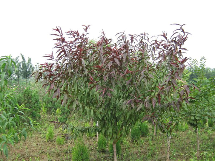 安徽红叶碧桃苗价格范围 