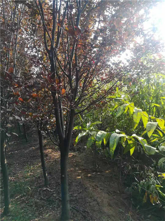 德州紫叶李种植基地 