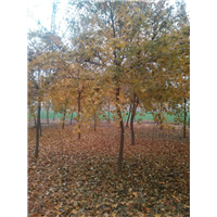 滨州哪里有五角枫批发-滨州五角枫种植基地 