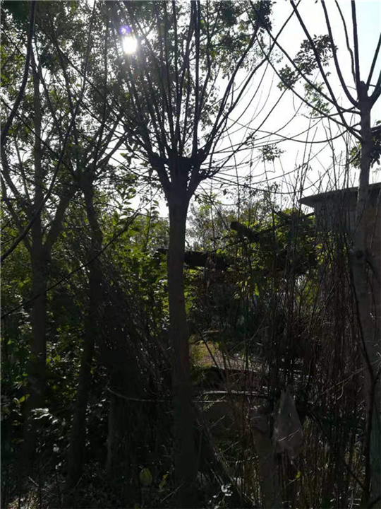 江苏国槐种植基地 