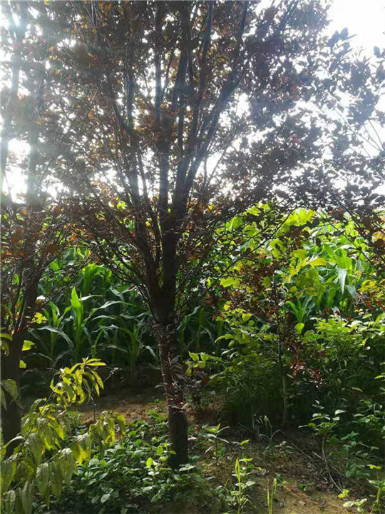 河北紫叶李种植基地 