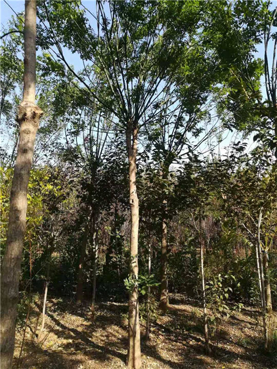 莱芜国槐种植基地 