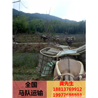 江西骡马马队运输队公司