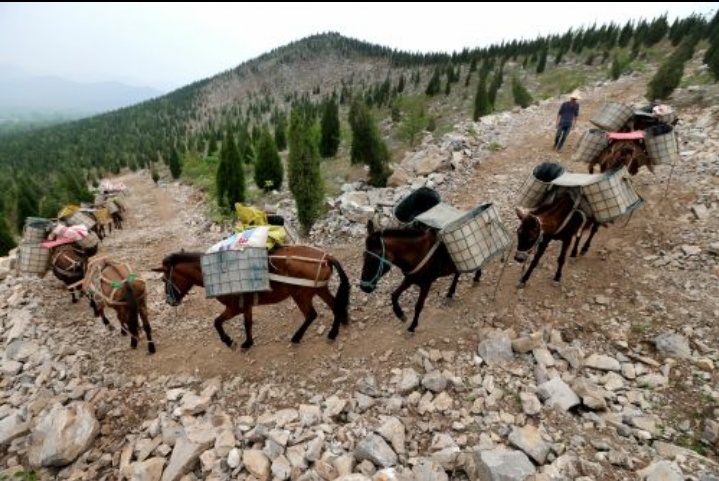马帮运输队将高山电塔架设材料和砂石、水泥等工程材料运送上山 