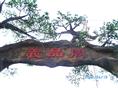 上海沪太路 义品阁农家乐山庄07