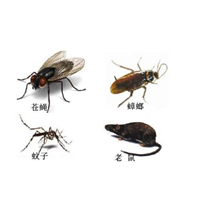 厦门灭蟑螂