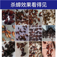 @厦门除四害电话@
