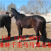 百色马帮运输公司-百色马帮搬运公司多少钱 