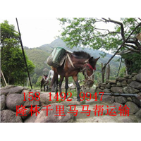 苏州马队运输公司-苏州马队山路运输多少钱 