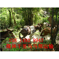 岳阳骡马运输公司-岳阳骡马山路运输多少钱 