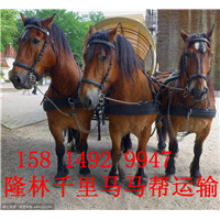 兴化提供骡子运输服务-兴化骡子搬运公司哪家好 