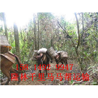 无锡马队运输队-无锡马队山路