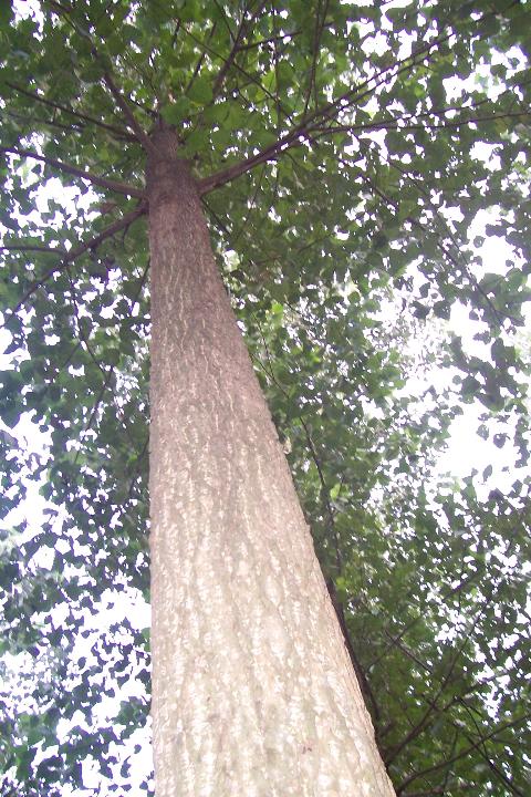 5年丹红杨胸径30cm  