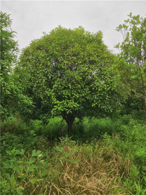 潜江桂花苗