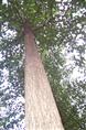 5年丹红杨胸径30cm  