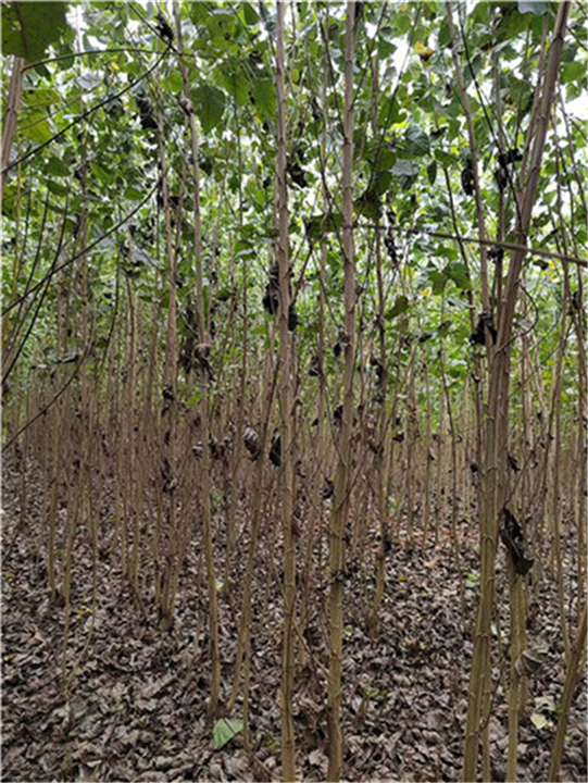 巨霸杨种植基地