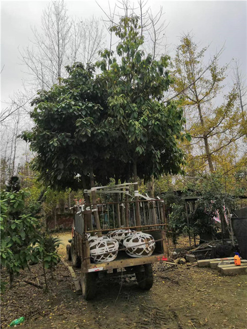 潜江金丝楠木苗