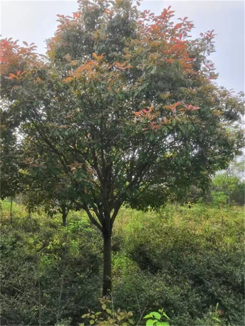 湖北红叶石楠