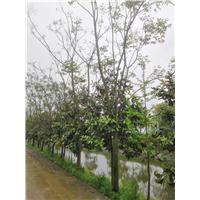 湖北栾树苗