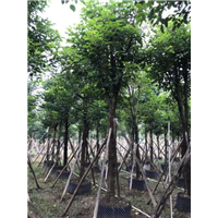 秋枫树|广东18公分优质秋枫树种植方法 