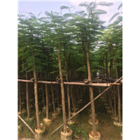 凤凰木什么时候开花|贵州20公分优质凤凰木什么时候开花 