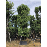 香樟树_广西20公分香樟树苗木种植基地 