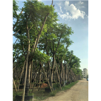 凤凰木种植基地_福建15公分优质凤凰木种植基地 