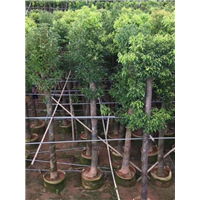 【香樟树】香樟价格|海南10公分香樟树种植基地 