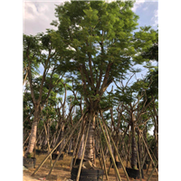 凤凰木什么时候开花/贵州8公分优质凤凰木什么时候开花 