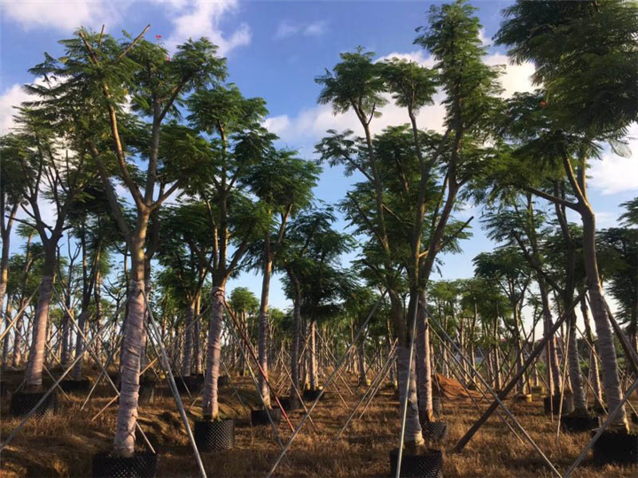 凤凰木种子供应,海南12公分优质凤凰木种子供应 