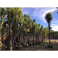 【香樟树】香樟批发/贵州8公分香樟树种植基地 