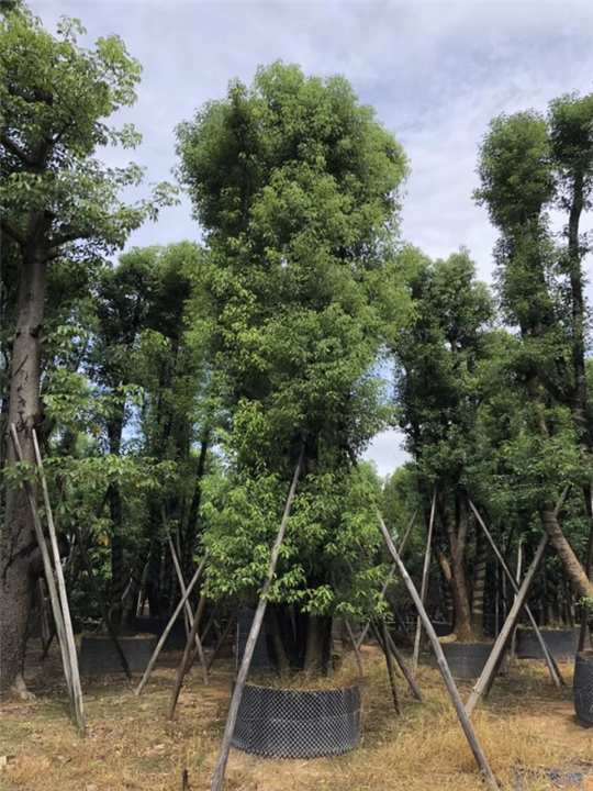 香樟树_广西20公分香樟树苗木种植基地 