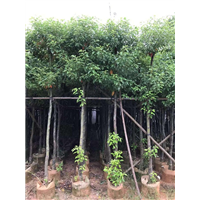 【香樟树】香樟价格|福建5公分香樟树种植基地 