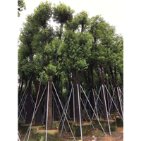 香樟树_广西15公分香樟树苗木种植基地 