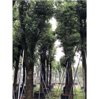 香樟树_贵州15公分香樟树苗木种植基地 